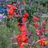 Thumbnail #1 of Salvia greggii by mystic