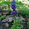 Thumbnail #2 of Salvia farinacea by rylaff