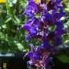 Thumbnail #1 of Salvia x sylvestris by Joy