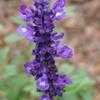 Thumbnail #3 of Salvia farinacea by SILady