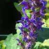 Thumbnail #2 of Salvia x sylvestris by Joy