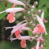 Thumbnail #2 of Salvia coccinea by bmuller