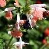 Thumbnail #3 of Salvia coccinea by GardenGuyKin