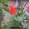 Thumbnail #2 of Salvia coccinea by Dinu