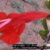 Thumbnail #3 of Salvia coccinea by Dinu