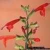 Thumbnail #4 of Salvia coccinea by Floridian