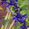 Thumbnail #2 of Salvia  by Joy