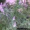 Thumbnail #2 of Salvia leucantha by MaVieRose