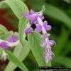 Thumbnail #4 of Salvia leucantha by Floridian