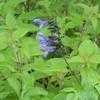 Thumbnail #1 of Salvia guaranitica by herbin