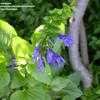 Thumbnail #4 of Salvia guaranitica by frostweed