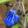 Thumbnail #3 of Salvia sinaloensis by htop