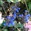 Thumbnail #2 of Salvia sinaloensis by Gerris2