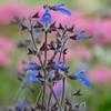 Thumbnail #5 of Salvia sinaloensis by Floridian