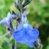 Thumbnail #3 of Salvia chamaedryoides by nifty413