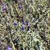 Thumbnail #1 of Salvia chamaedryoides by booboo1410