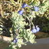 Thumbnail #4 of Salvia chamaedryoides by Marilynbeth
