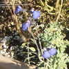 Thumbnail #5 of Salvia chamaedryoides by Marilynbeth