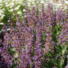 Thumbnail #3 of Salvia officinalis by growin