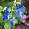 Thumbnail #1 of Salvia patens by poppysue