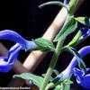 Thumbnail #2 of Salvia patens by Happenstance