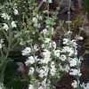 Thumbnail #3 of Salvia argentea by poppysue