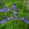 Thumbnail #1 of Salvia farinacea by htop