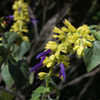 Thumbnail #2 of Salvia mexicana by growin