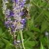 Thumbnail #4 of Salvia farinacea by linzoid83