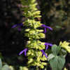 Thumbnail #4 of Salvia mexicana by growin