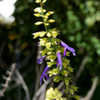 Thumbnail #3 of Salvia mexicana by growin