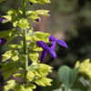 Thumbnail #5 of Salvia mexicana by growin