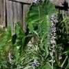 Thumbnail #2 of Salvia farinacea by Cajun2