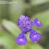 Thumbnail #3 of Salvia farinacea by Gerris2