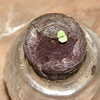 Thumbnail #5 of Salvia farinacea by distantkin