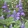 Thumbnail #1 of Salvia farinacea by htop