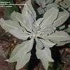 Thumbnail #1 of Salvia apiana by daisyavenue