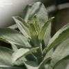Thumbnail #5 of Salvia apiana by Lem79