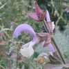 Thumbnail #2 of Salvia sclarea by Xenomorf