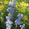 Thumbnail #2 of Salvia azurea by LilyLover_UT
