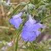 Thumbnail #1 of Salvia azurea by frostweed
