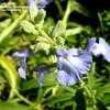 Thumbnail #4 of Salvia azurea by Jeff_Beck