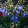 Thumbnail #3 of Salvia azurea by poppysue