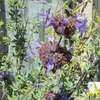 Thumbnail #2 of Salvia clevelandii by Joy