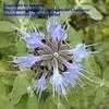 Thumbnail #3 of Salvia clevelandii by lunavox