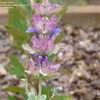 Thumbnail #4 of Salvia pachyphylla by ecrane3
