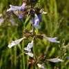 Thumbnail #3 of Salvia lyrata by melody