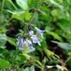 Thumbnail #5 of Salvia lyrata by Gerris2