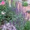 Thumbnail #3 of Salvia nemorosa by sanannie