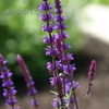 Thumbnail #5 of Salvia nemorosa by langbr